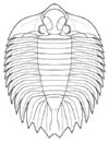 trilobite